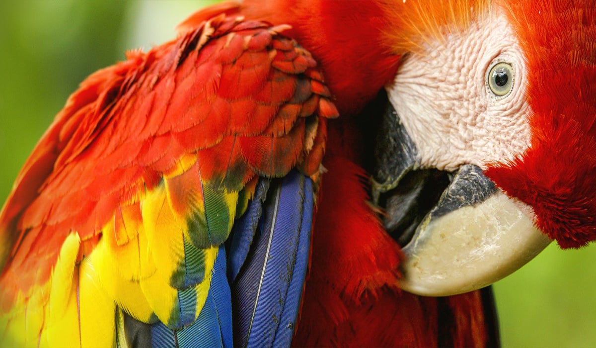 Click or tap to read about efforts to save Mexico's Scarlet Macaws
