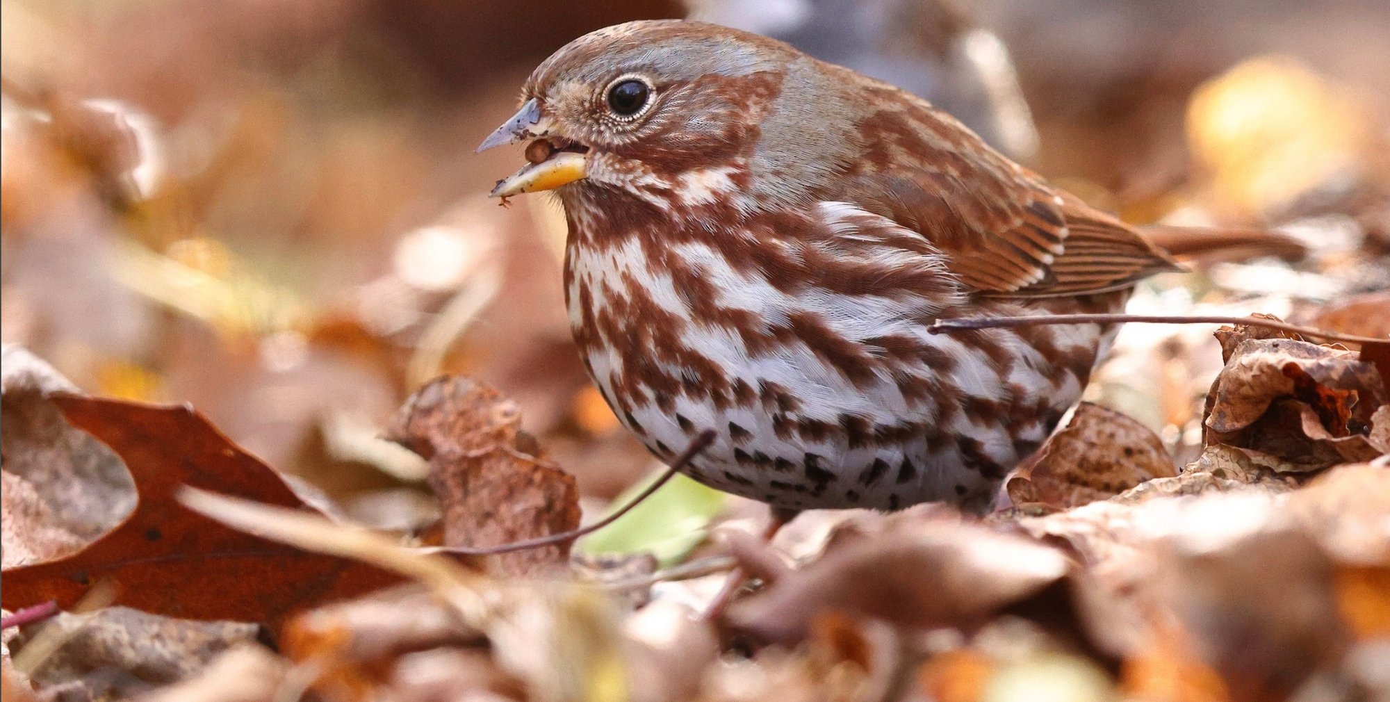 Sparrow foraging for seeds in leaves