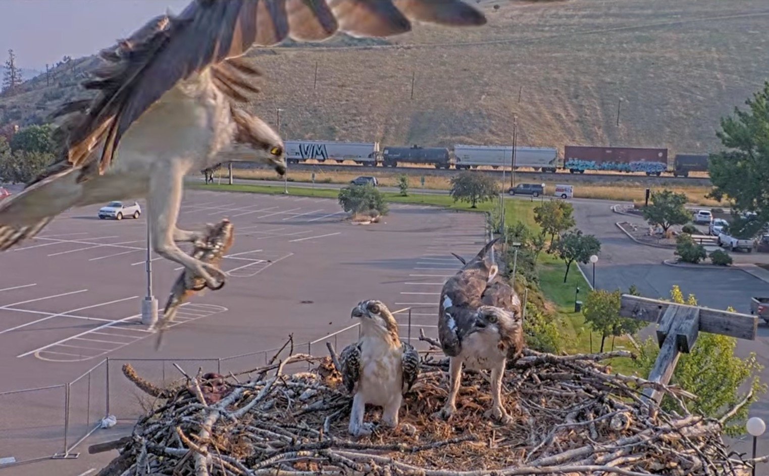 Clark arrives with breakfast at Hellgate nest.