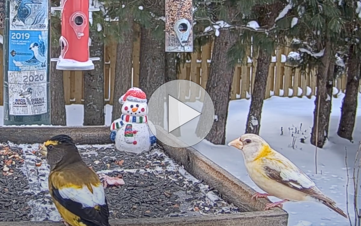 Tap or click to see the unusual Evening Grosbeak