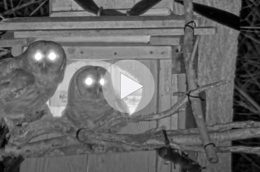 Click or tap to see a clip of the Barred Owls