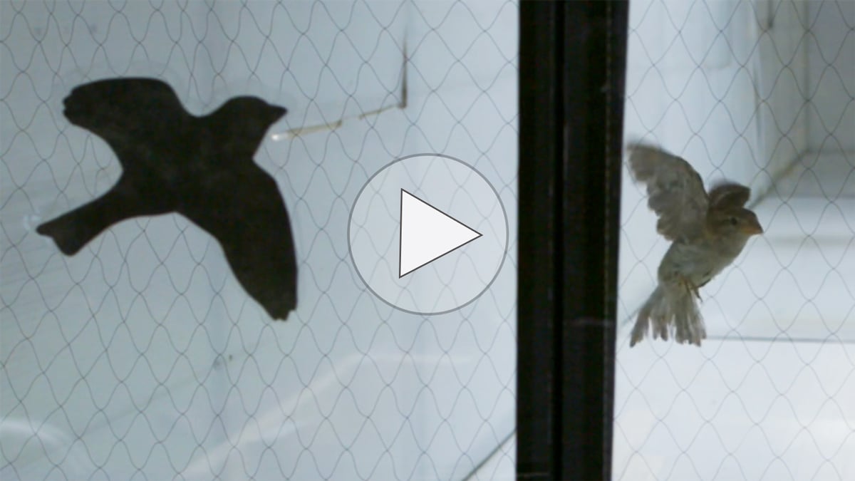 Click or tap to watch a video about testing bird–window collision prevention methods