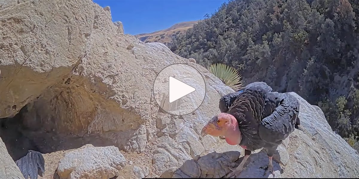 Click or tap to watch a California Condor feeding session