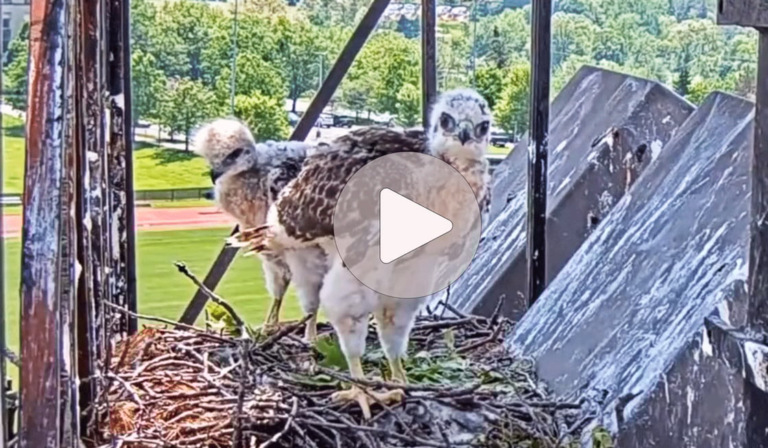 CLick or tap to see the 2025 red-tailed hawk cam season highlights