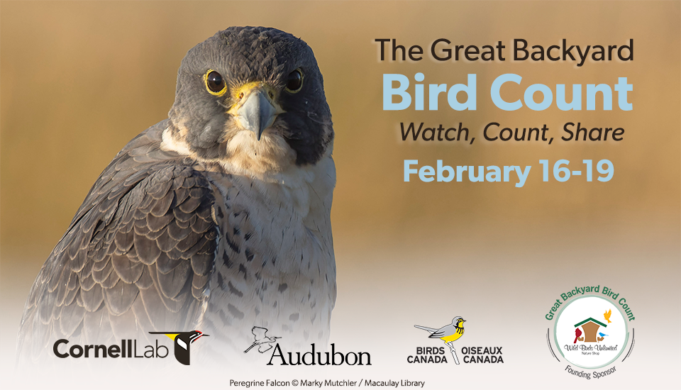 Peregrine Falcon looking right at you. Directs to GBBC home page.