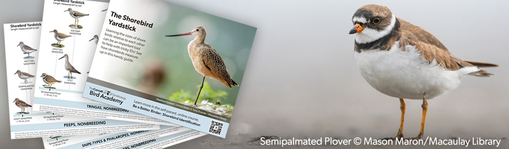 A semipalmated plover stands on the sand. To the left, a collage of bird ID guide pages is displayed.