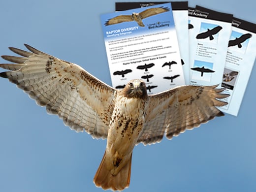 Tap to download a free raptor ID guide. 