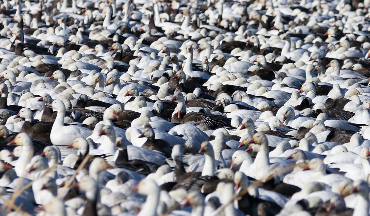 Click or tap to see where to find big flocks of waterfowl in the winter