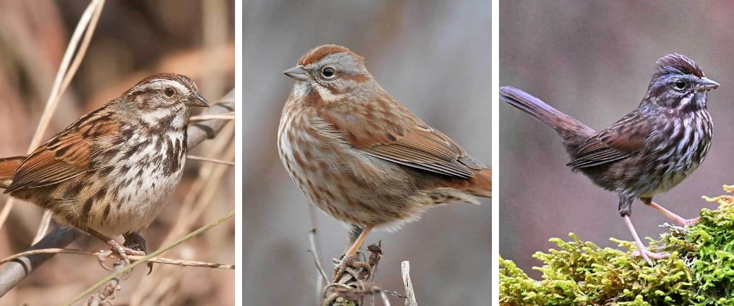 Click or tap to read about Saong Sparrow subspecies and adaptations. 