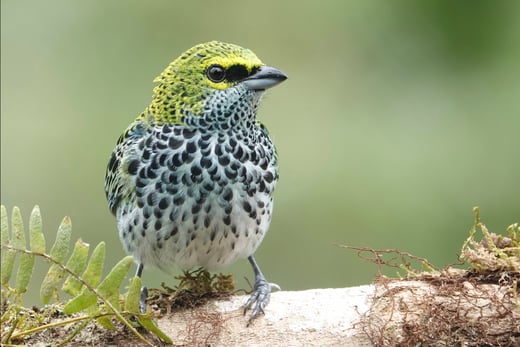 Speckled Tanager perched on branch.