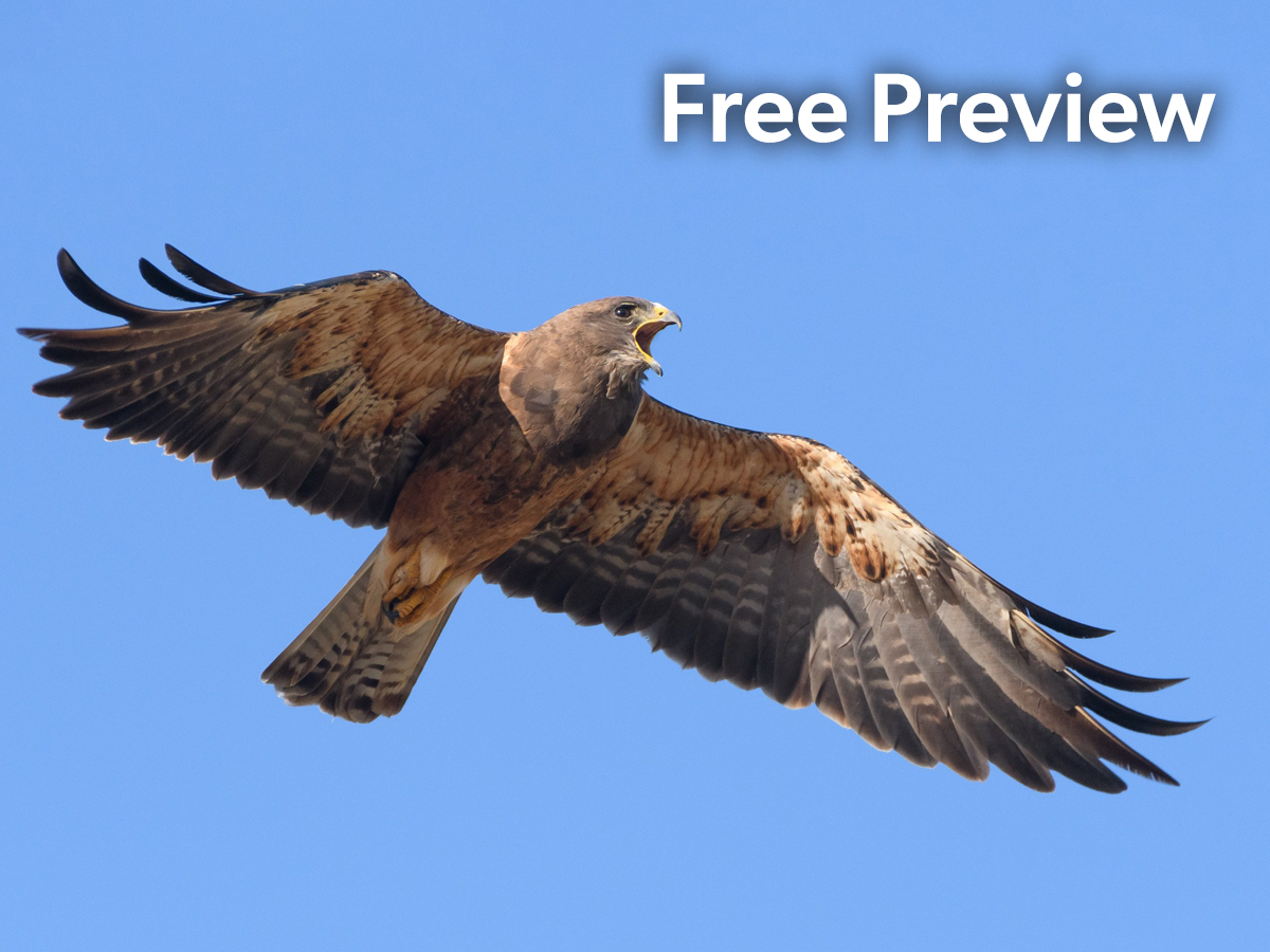 Uk Raptors Guide Free Raptor ID Guide PDF
