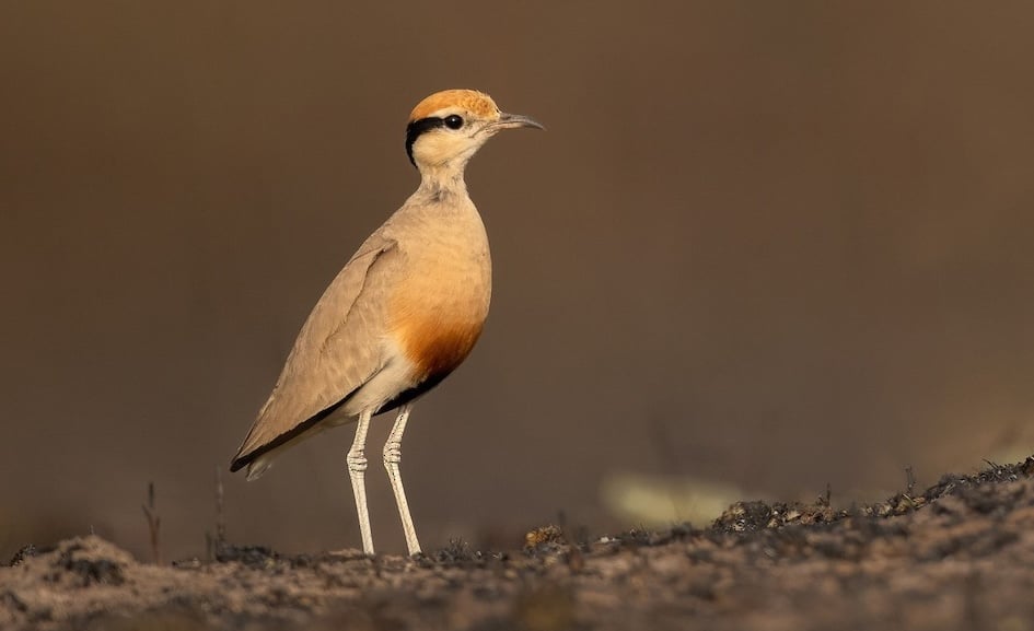 Temminck's Courser by Chris Venetz/Macaulay LIbrary