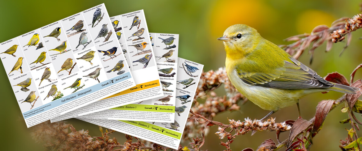 On the left, guide sheets full of photos of warblers are displayed. On the right, a warbler with mostly yellow feathers and a dark eyeline looks forward, perched on a dried stem.