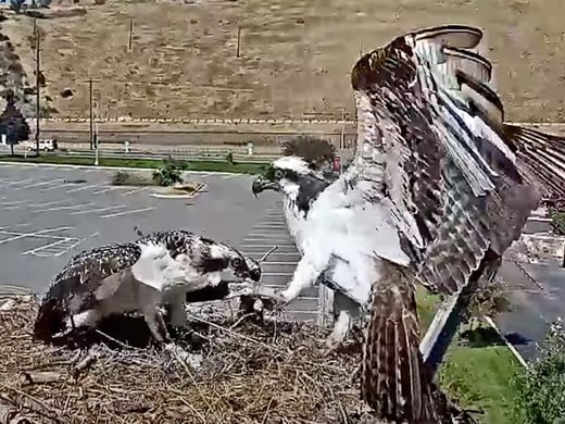 Tap to watch Antali grab Iris by the toe on the Hellgate Osprey Cam