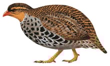 Udzungwa Partridge