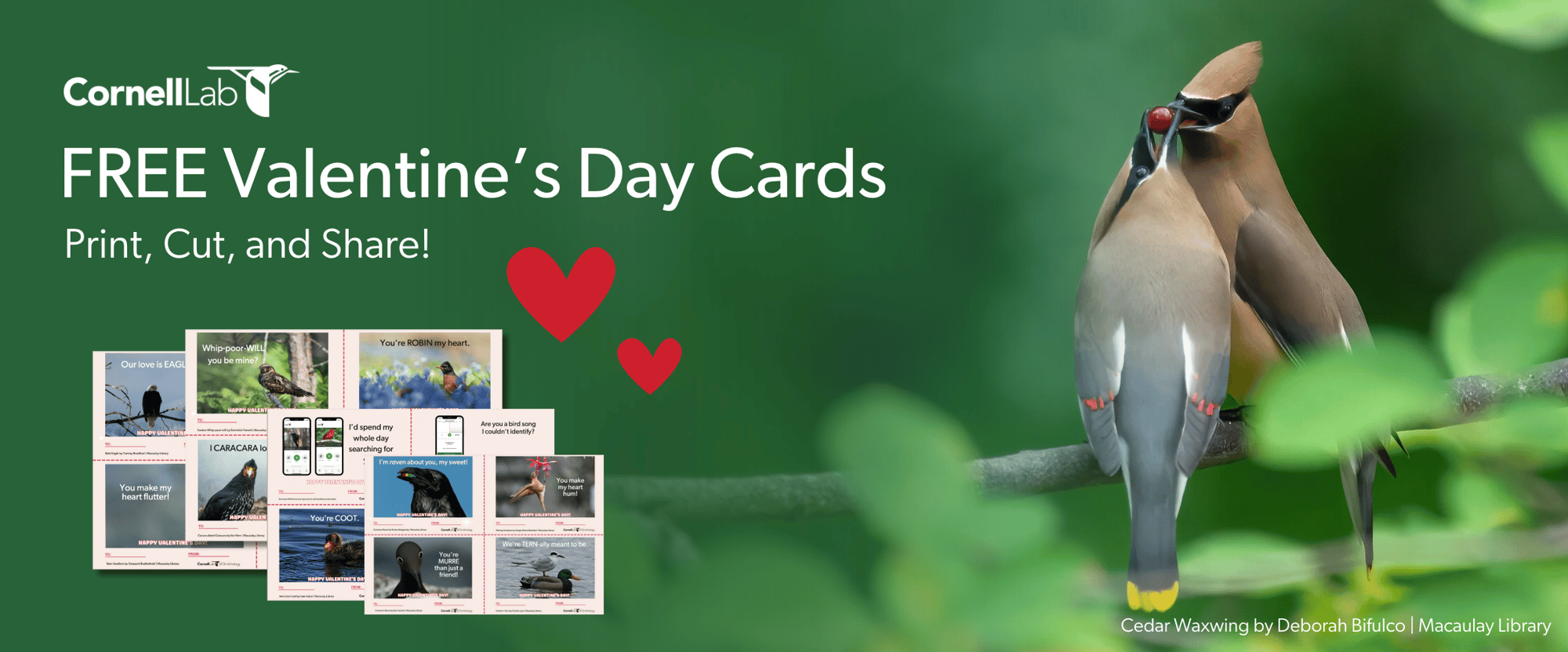 Valentine's Day banner with the preview of free Valentine's Day cards download and Cedar Waxwings sharing a berry on a branch. 