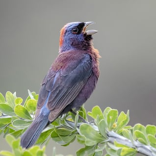A bird with a thick, triangular bill and colorful blue and red plumage perches on a leafy branch, calling.