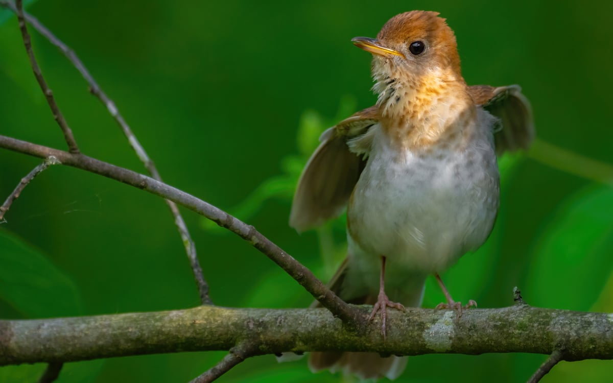 Click or tap to reveal the mystery species