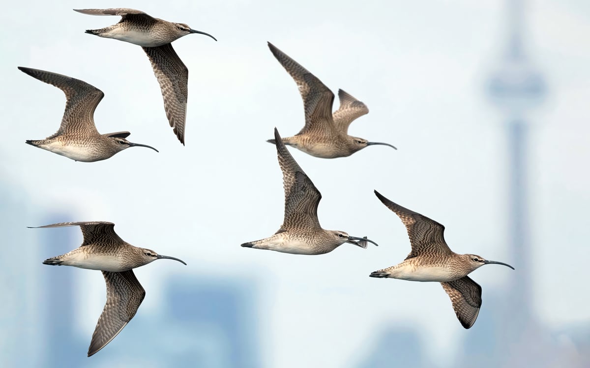 Click or tap to read about the endurance of migrating shorebirds