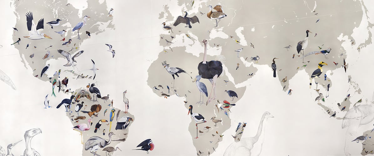 Jane Kim's Wall of Birds online