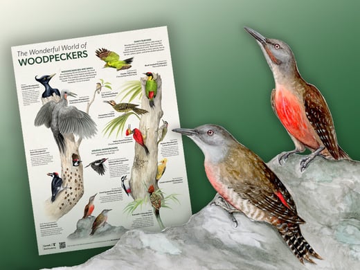 WPdownload_CamsEnews-1