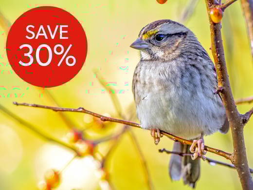 WTSP_SparrowSale_CamsEnews