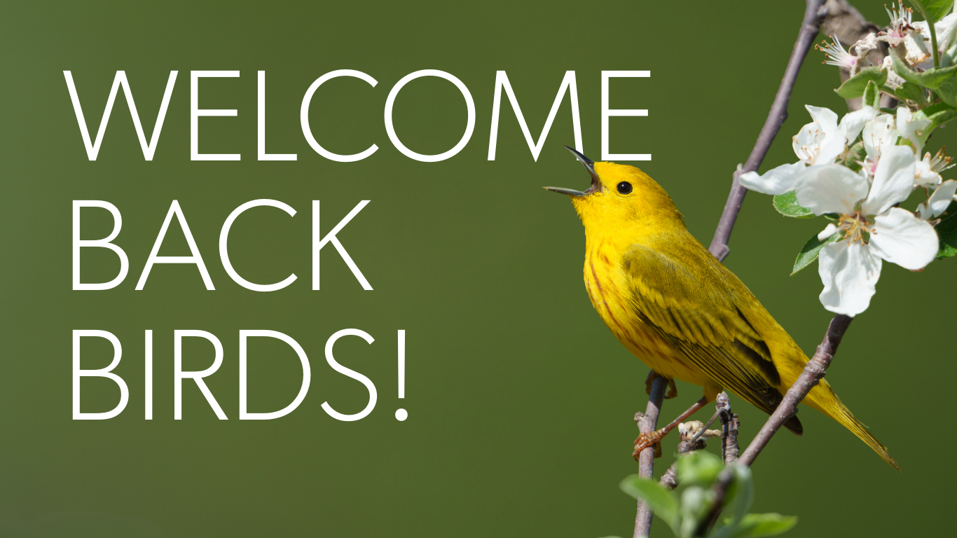 text reads: Welcome Back Birds! with image of yellow bird singing