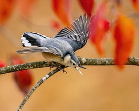 White-breasted Nuthatch by Cheryl Shank
