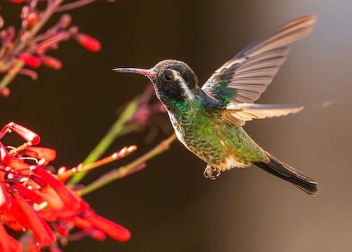 Links to this photo in Macaulay Library. A White-eared Hummingbird hovers by the flowers.