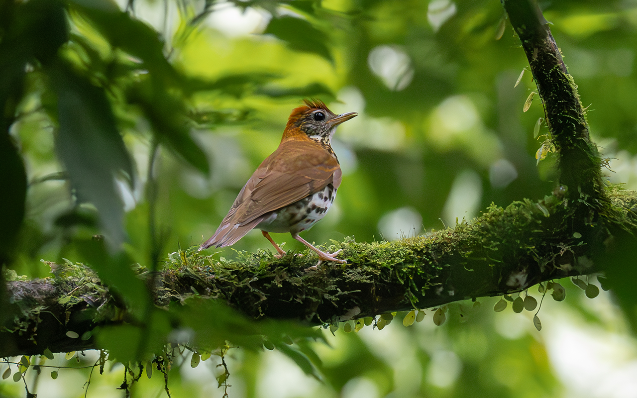 Wood Thrush 1280x800 ML633493812