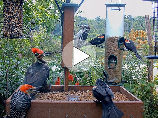 Watch three woodpecker species visit the Cornell Feeders. 