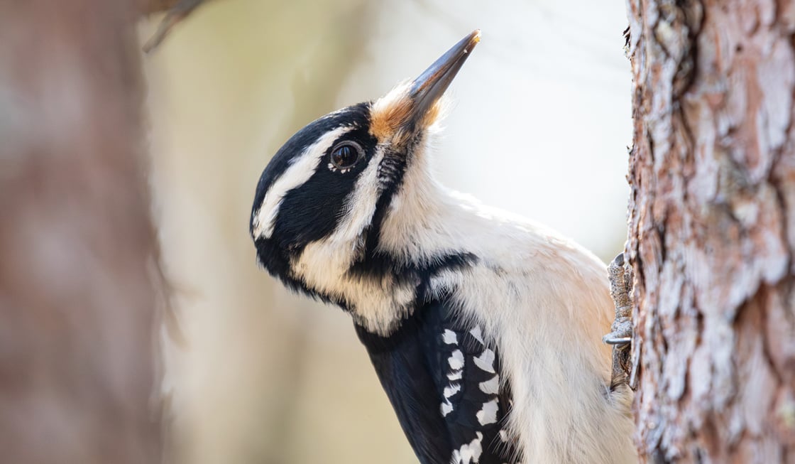 XiTap or click to learn about identifying woodpeckers by their drumming