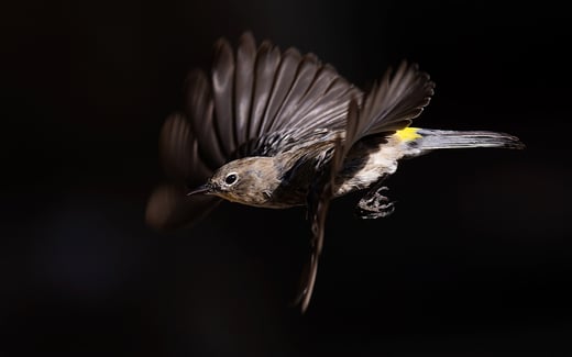 Click or tap to view the BirdCast Migration Dashboard