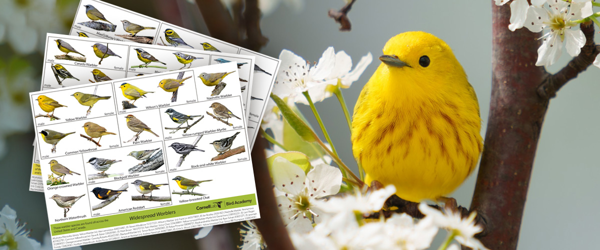 A Yellow Warbler perches amidst the blossoms. To the left, warbler ID Photo guide pages are stacked together.