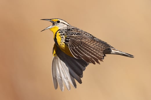 Click or tap to hear thebest sound recording of 2024