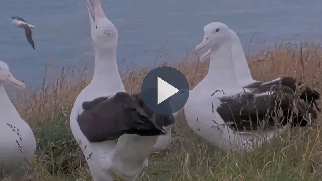 Tap to watch an albatross gathering on the Royal Cam.