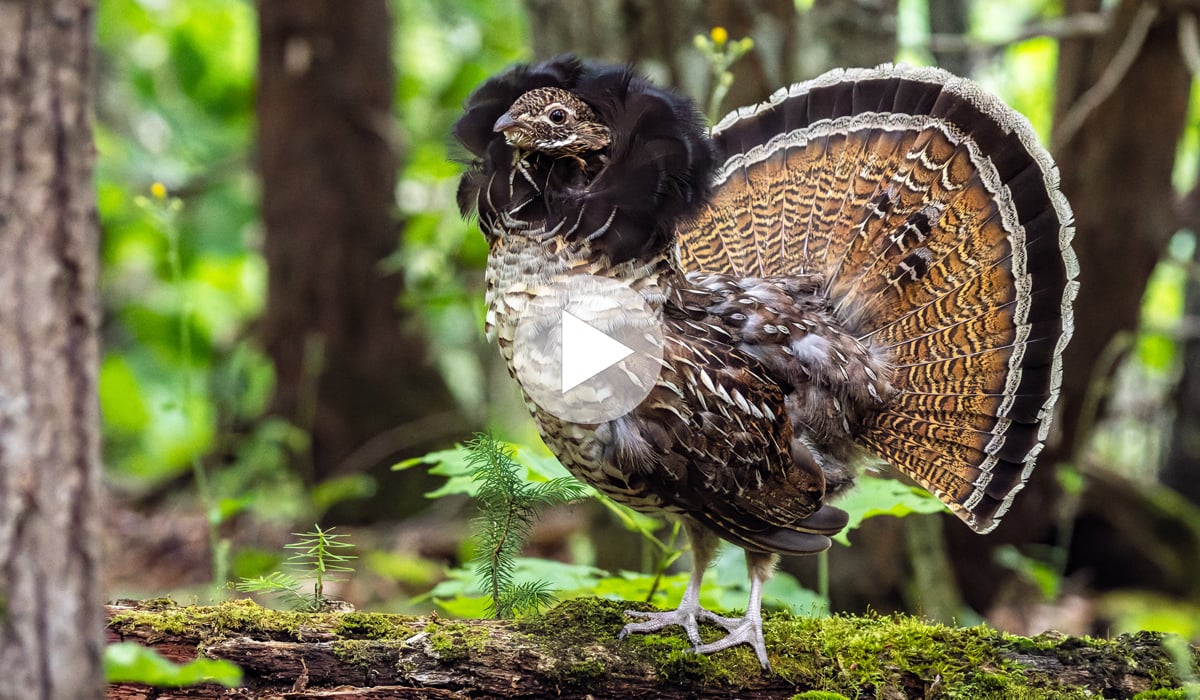 Click ro tap to see and hear the amazing drumming of the Ruffed Grouse