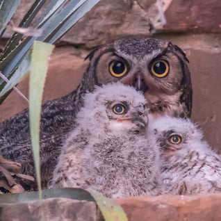 Great Horned Owls Cam