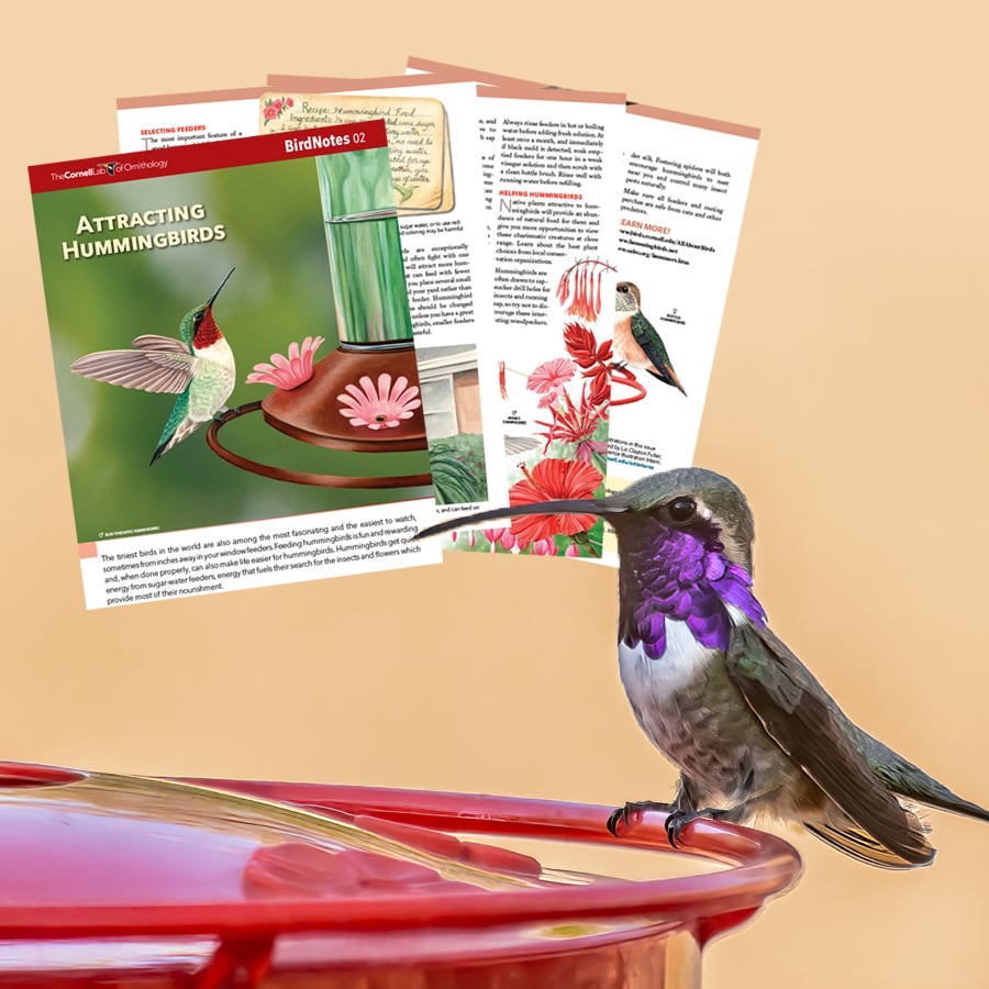 A hummingbird perches on the edge of a feeder next to a preview of the attracting hummingbirds guide.