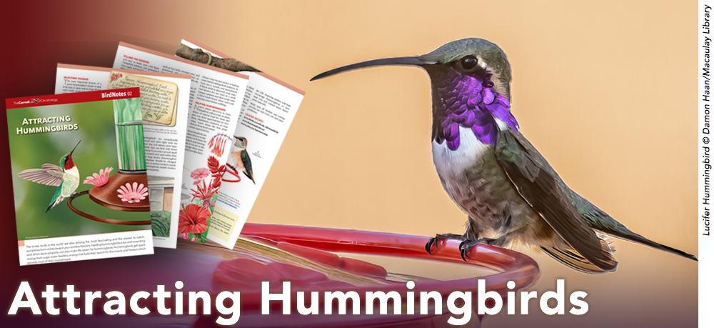 A Lucifer Hummingbird perches at a hummingbird feeder.  Next to him, a colorful pamphlet with hummingbird and flower illustrations is displayed. Text: Attracting Hummingbirds. Lucifer Hummingbird copyright Damon Haan and Macaulay Library.