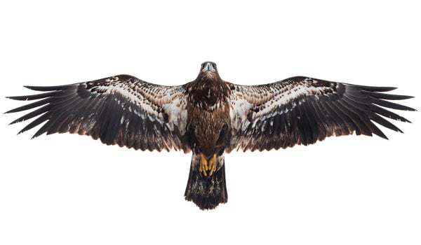 Tap or click to find out the name of the mystery bird