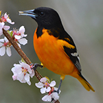 baltimore oriole