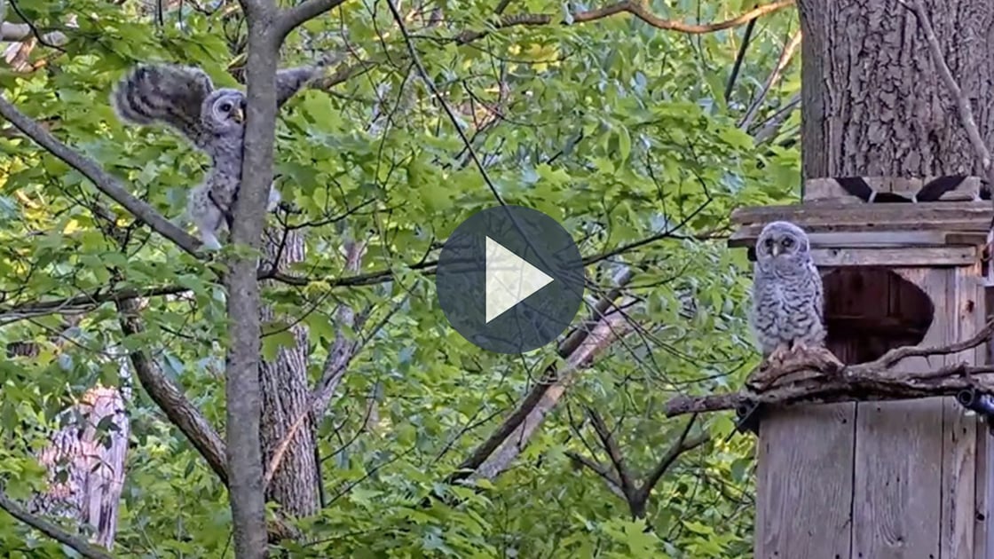 Watch the Barred Owl owlets leave the nest box.