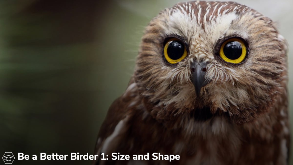 Learn Bird ID Basics With A Free Course