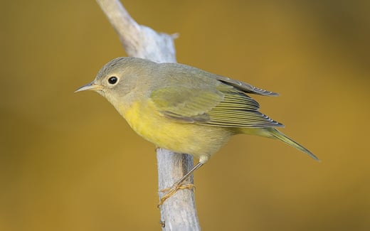 Click or tap to use the Birds Near Me online tool