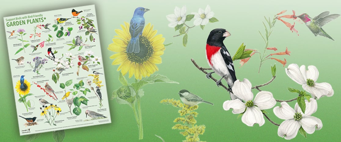 Links to the support Birds, with Bird-Friendly Garden Plants Poster
