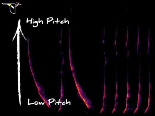 tap or click to play Bird Song Hero game and learn bird songs