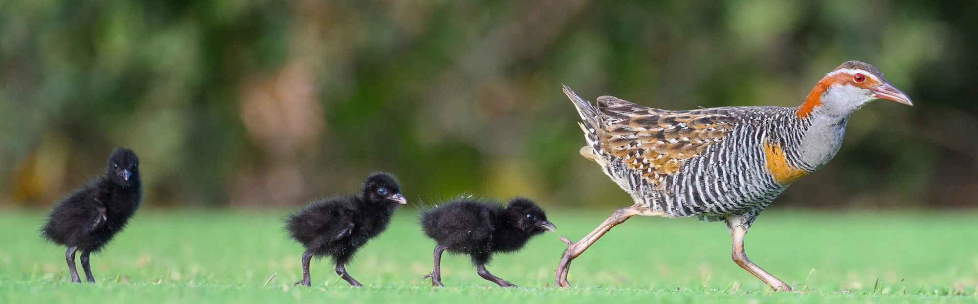 birds-and-mama-copy