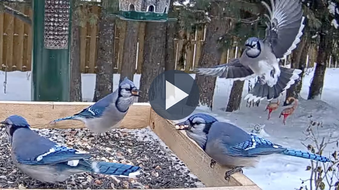 Watch Blue Jays flock for peanuts in Ontario.