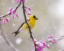 BirdSpotter Winter 2021 Photo Contest Finalists